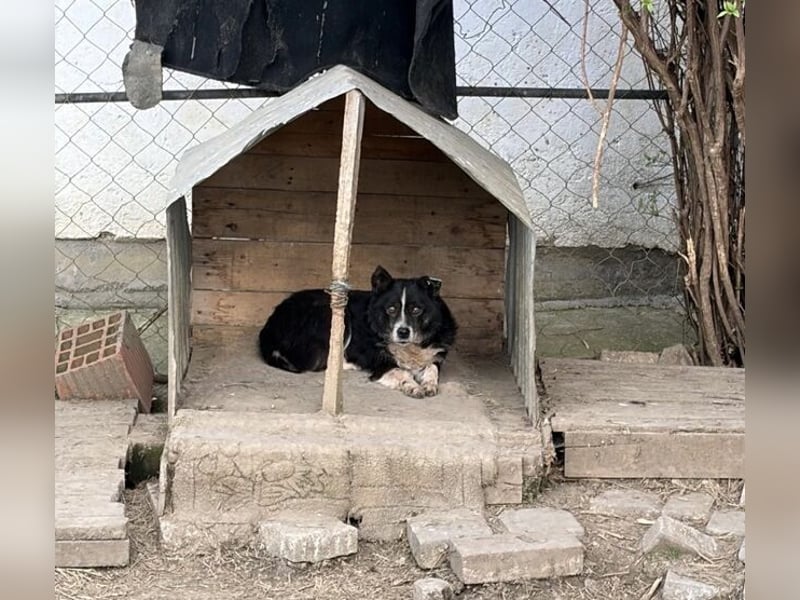 PANDA wünscht sich sehnlichst ein Zuhause