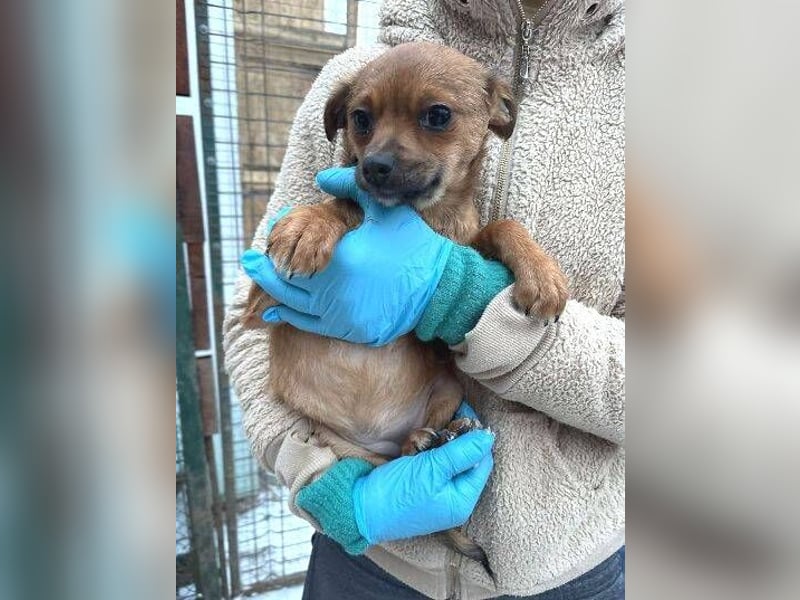 ANTONIA  das Hundekind braucht ein liebevolles Zuhause
