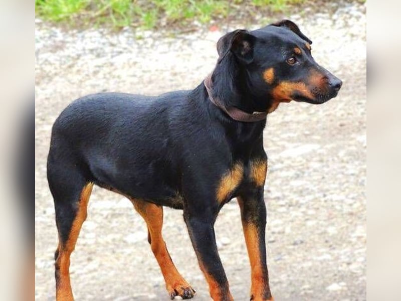 TILLY ist eine ganz entzückende Hündin