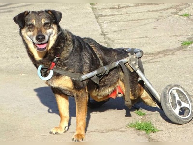 JACKY sucht Menschen mit großem Herzen ❤️