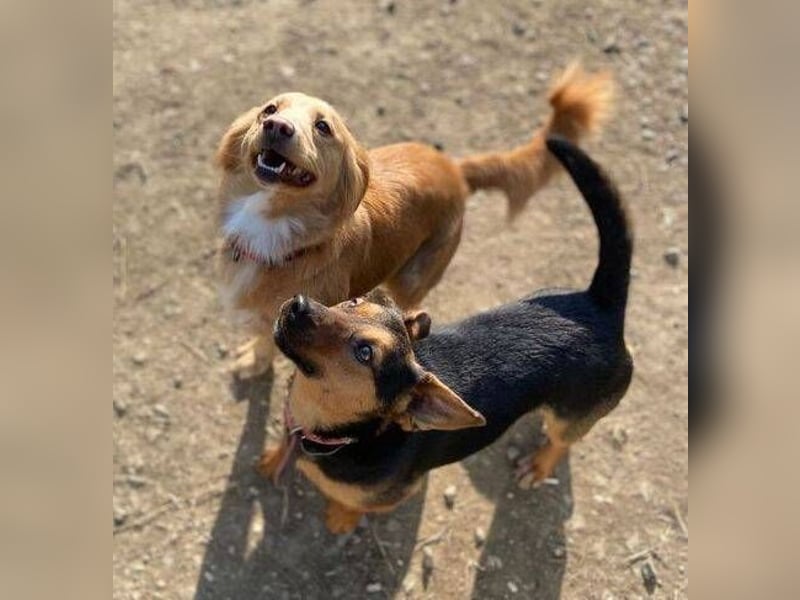 EMILY hatte ein entbehrungsreiches Leben