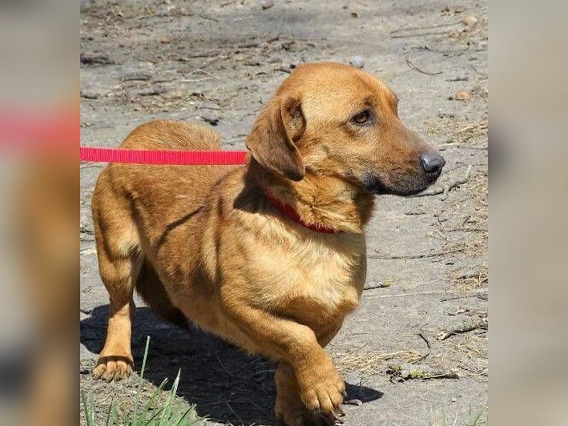 PASHA ist ein kleiner Schatz