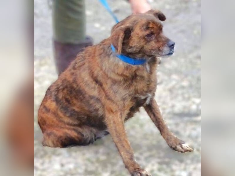 HOLLY ist zuckersüß und lieb