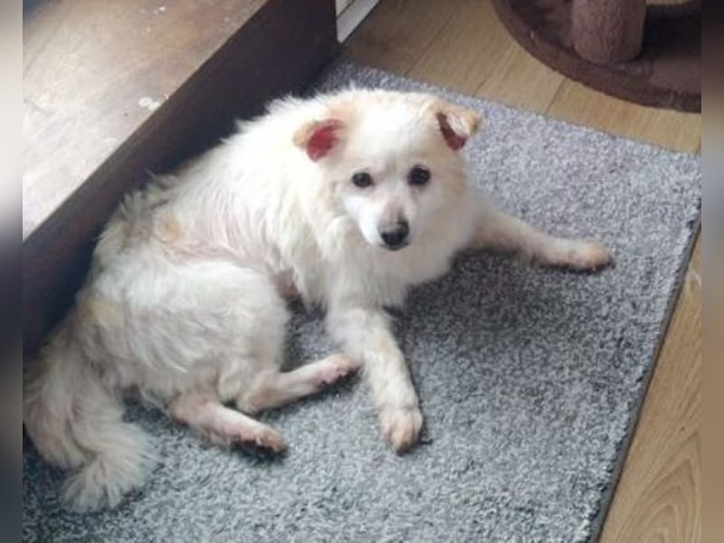 TALVI ist eine süße Hundedame