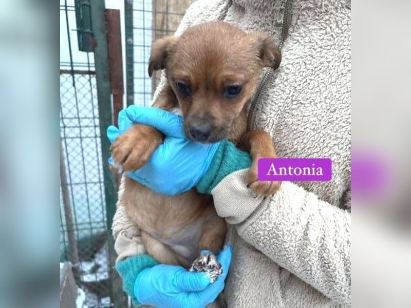 ANTONIA  das Hundekind braucht ein liebevolles Zuhause