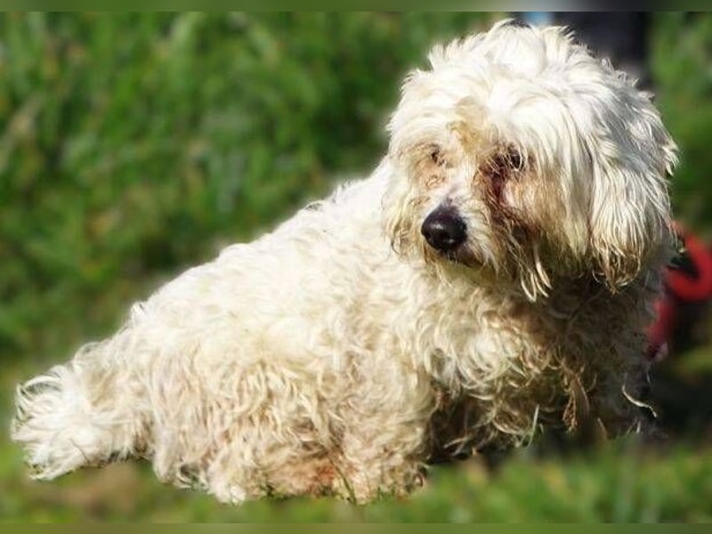 MIKE , wer hilft uns den kleinen zu retten?