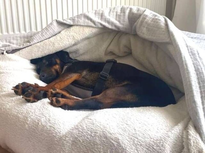 TILLY ist eine ganz entzückende Hündin