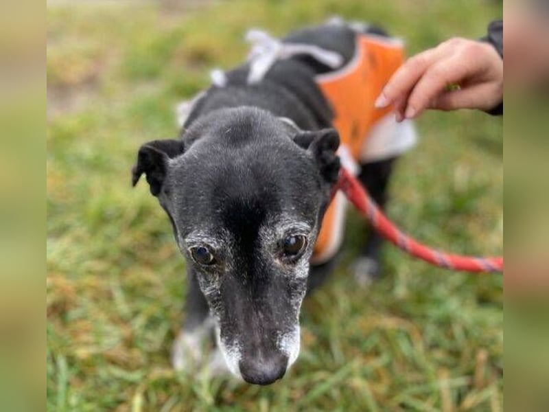 BELA ist eine bezaubernde Hündin
