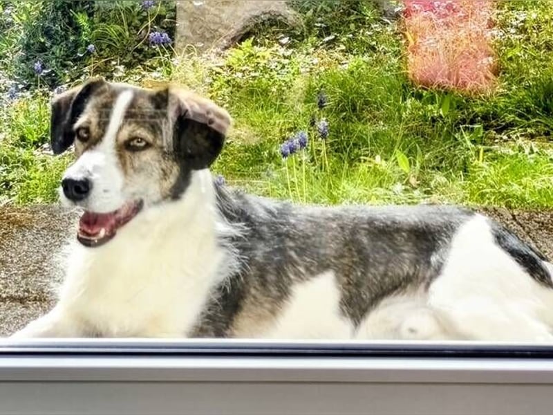 HENRY ist ein ruhiger Junge