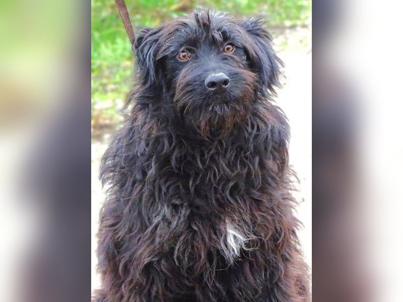 RICKY Ist ein super süßer Hundejunge