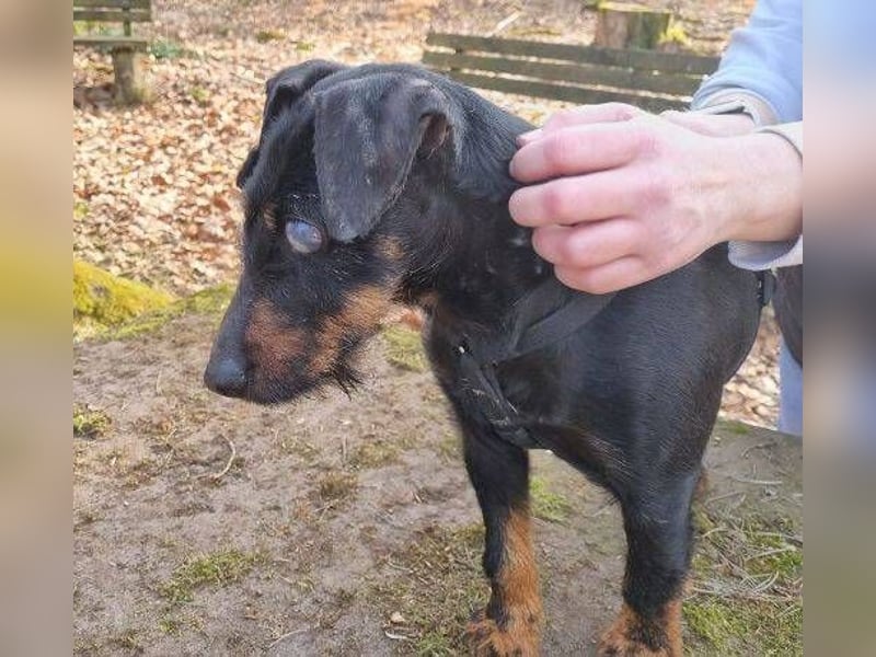 TARA ist eine ganz liebe Hündin