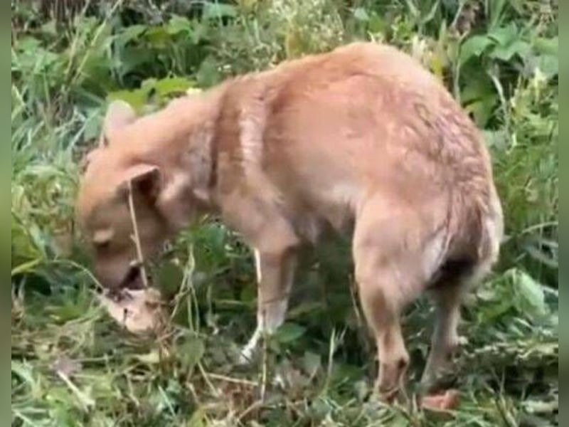 CINDY musste sich ohne Hilfe durchschlagen