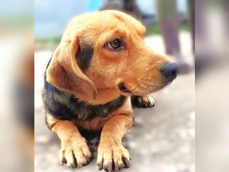 NICKY sitzt in der Tötung,  wir wollen um sie kämpfen