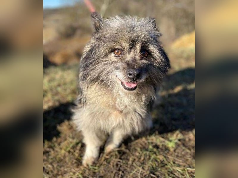 BANDY musste an der Kette leiden