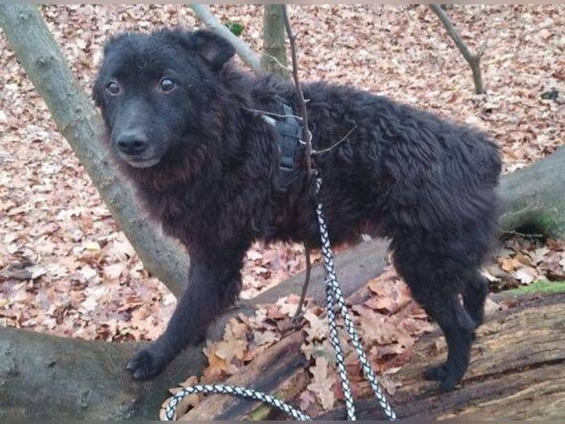 BLACKY 3 ist ein Goldschatz