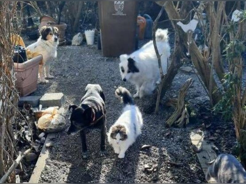 BELA ist eine bezaubernde Hündin