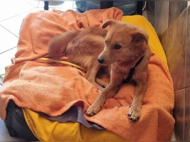 MEGGY ist zuckersüß