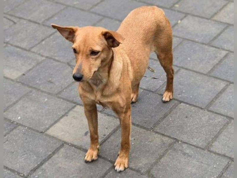 PENNY ist eine süße Maus