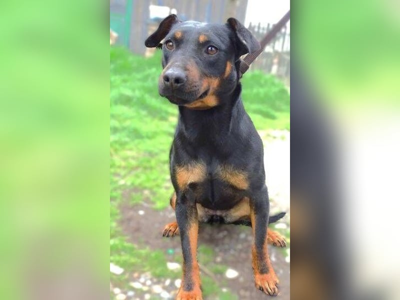 TILLY ist eine ganz entzückende Hündin