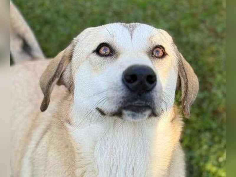 ZEYNA ist eine fürsorgliche Hundedame