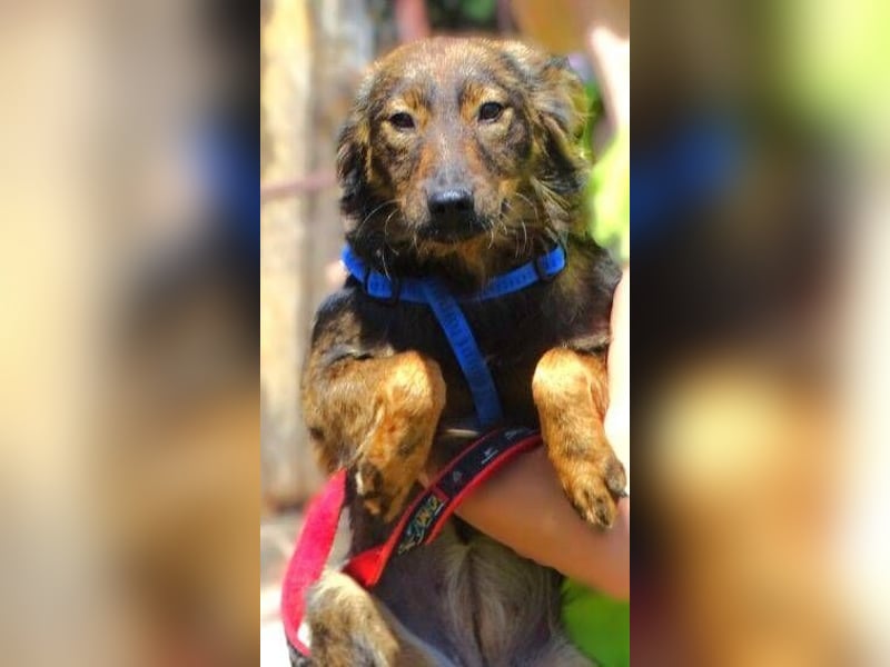MIMI ist ein niedliches kleines Hundeherzchen