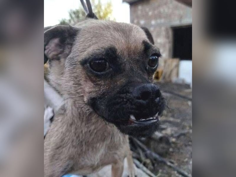 LUNA, das liebe Mädel schwebt in großer Gefahr