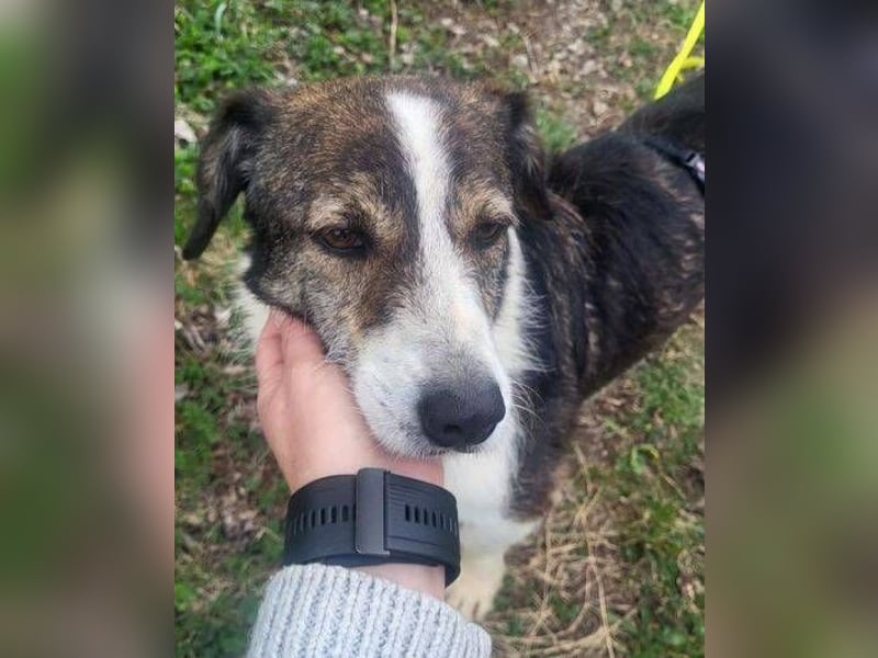 HENRY ist ein ruhiger Junge