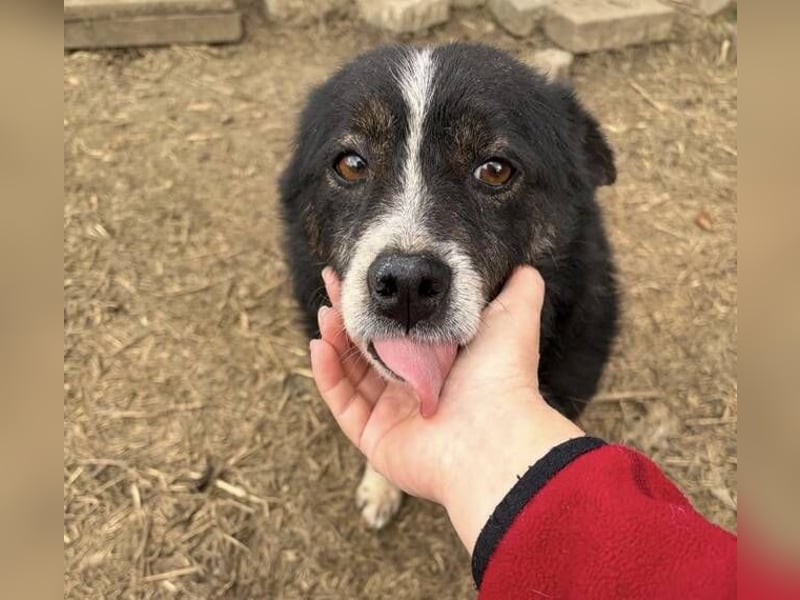 PANDA wünscht sich sehnlichst ein Zuhause