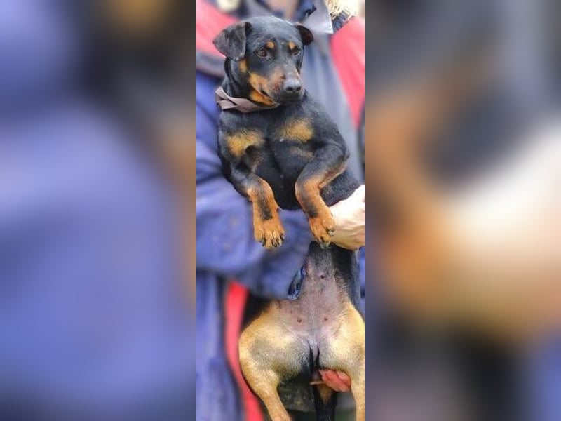 TILLY ist eine ganz entzückende Hündin