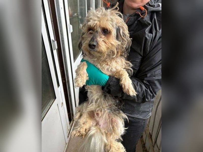 PAULCHEN braucht unsere Hilfe