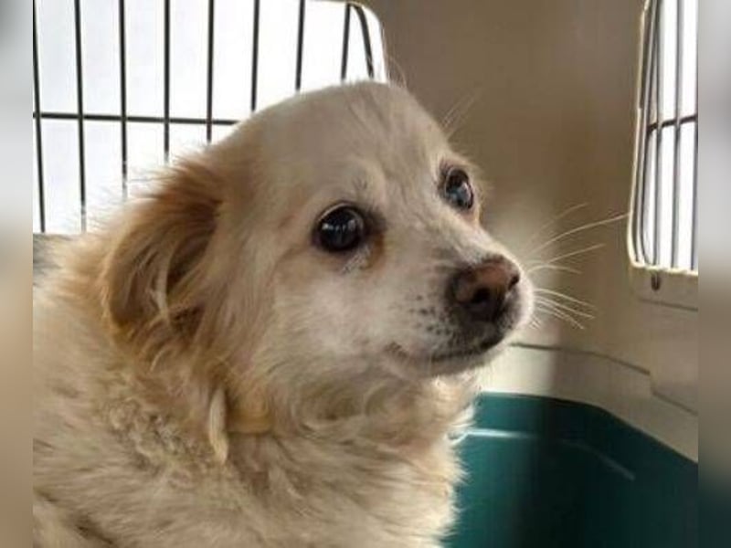 TALVI ist eine süße Hundedame