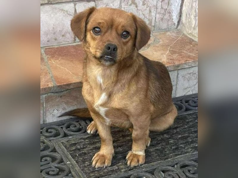 ELLIE ,winziges Hündchen braucht Hilfe
