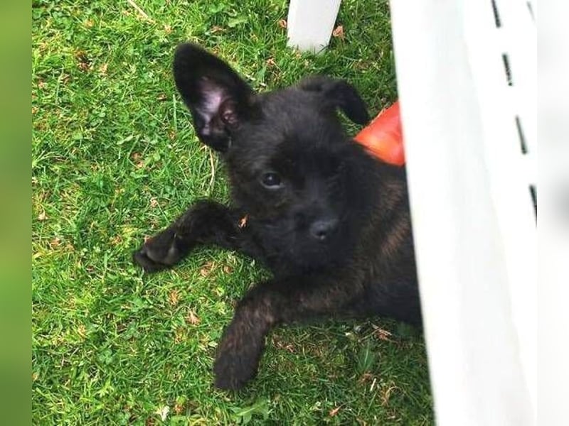 LILI - kleines Hundekind auf der Suche nach dem großen Glück
