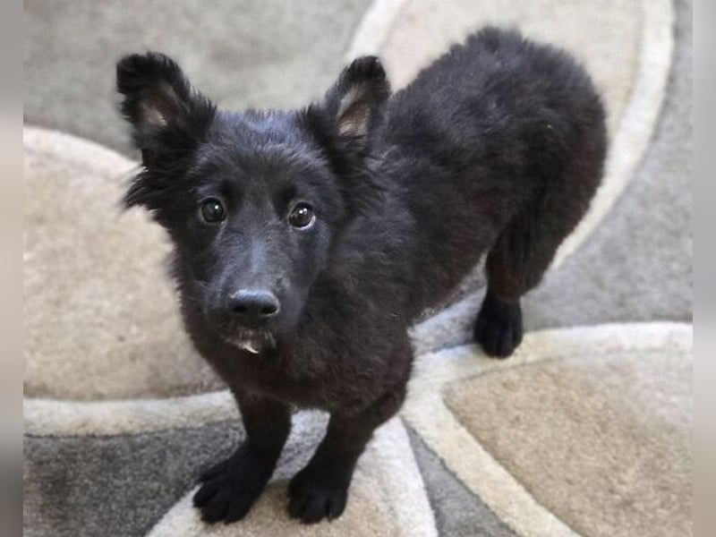 KATE ist ein zuckersüßes Plüschnäschen