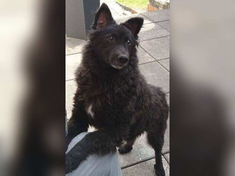 BLACKY 3 ist ein Goldschatz