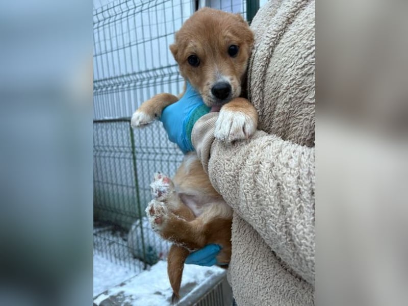 ANGELO braucht ein warmes Körbchen