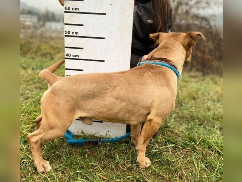 WINSTON ist ein herziger Kerl