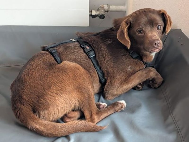 CAPPUCCINO ist auf der Suche nach Liebe 