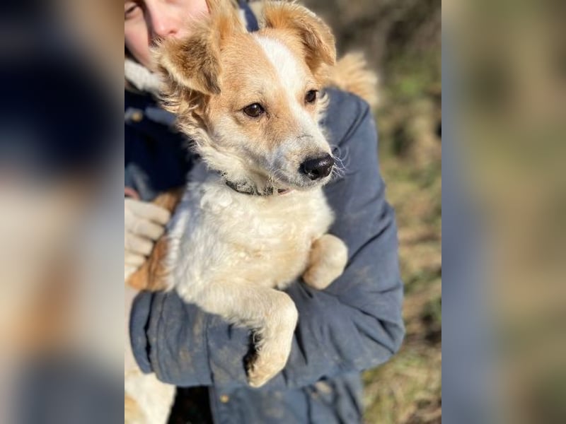 ALEXA sucht nach Liebe 