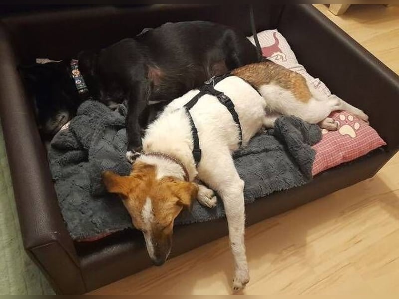 MIRKA liebt streicheln