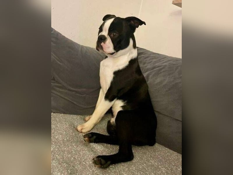 BINGO irrte einsam und verlassen umher