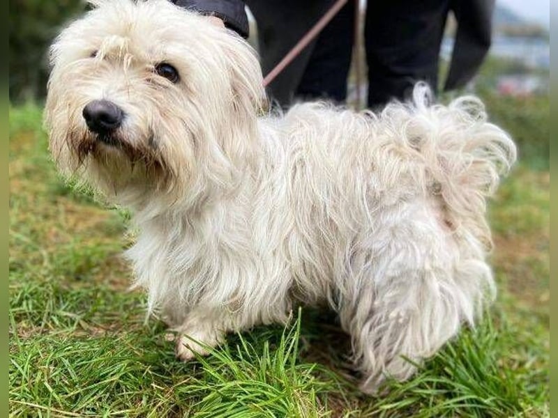 JOEY ist ein süßes Wuschelchen JOEY ist ein süßes Wuschelchen