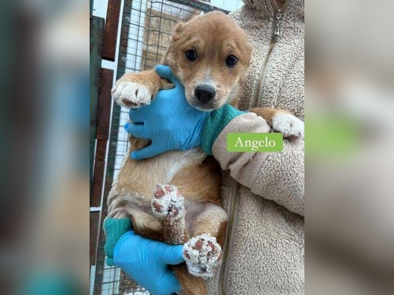 ANGELO braucht ein warmes Körbchen