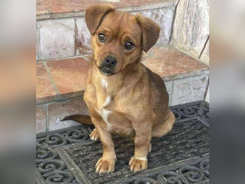 ELLIE ,winziges Hündchen braucht Hilfe