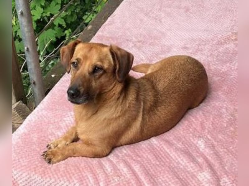 PASHA ist ein kleiner Schatz