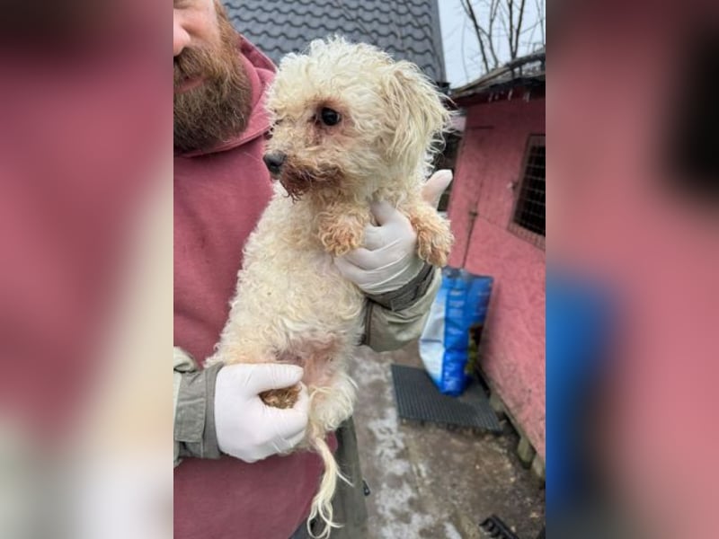 SNOW wurde herzlos entsorgt