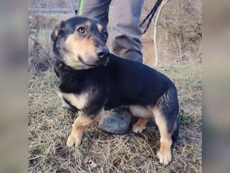 MAVIS braucht dringend Hilfe