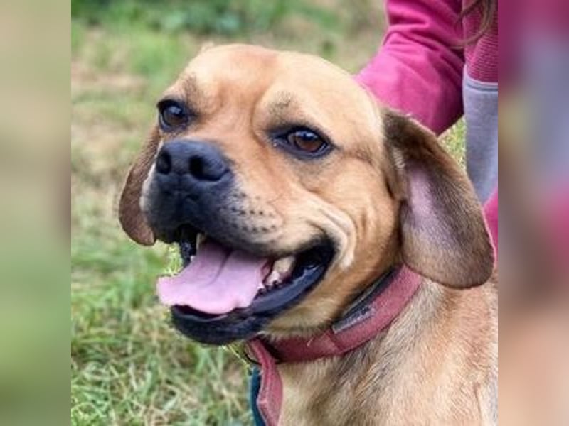 ROCCO irrte hungrig umher ROCCO irrte hungrig umher