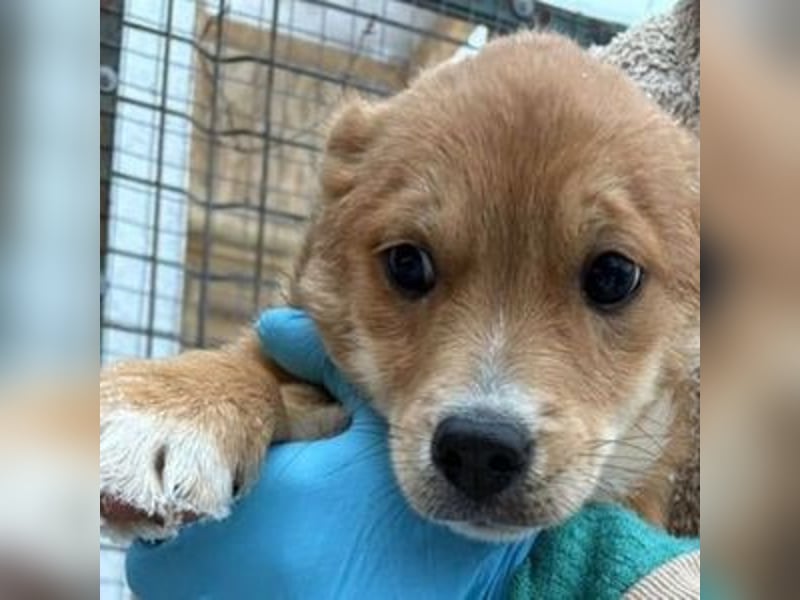 ANGELO braucht ein warmes Körbchen