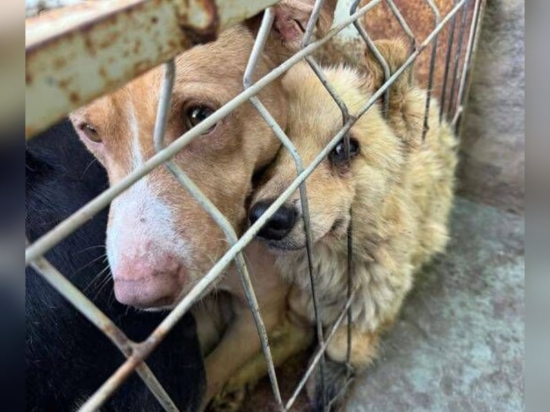 TEDDY ist dem Tod knapp entkommen